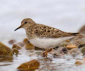 Элсэг (Темминский элсэг)